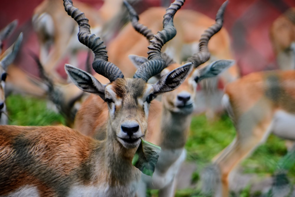 a herd of antelope standing on top of a lush green field