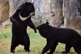 Two bears are interacting on a patch of grass near a rocky, textured wall. One bear is standing upright on its hind legs, while the other is on all fours. The setting appears to be a naturalistic enclosure.