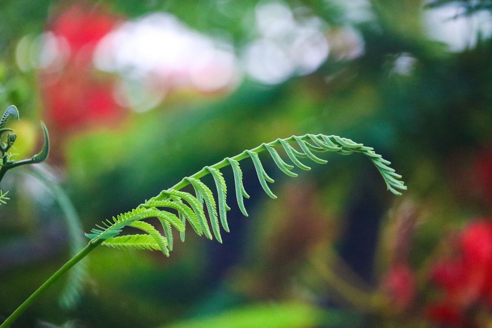 a close up of a green plant with red flowers in the background