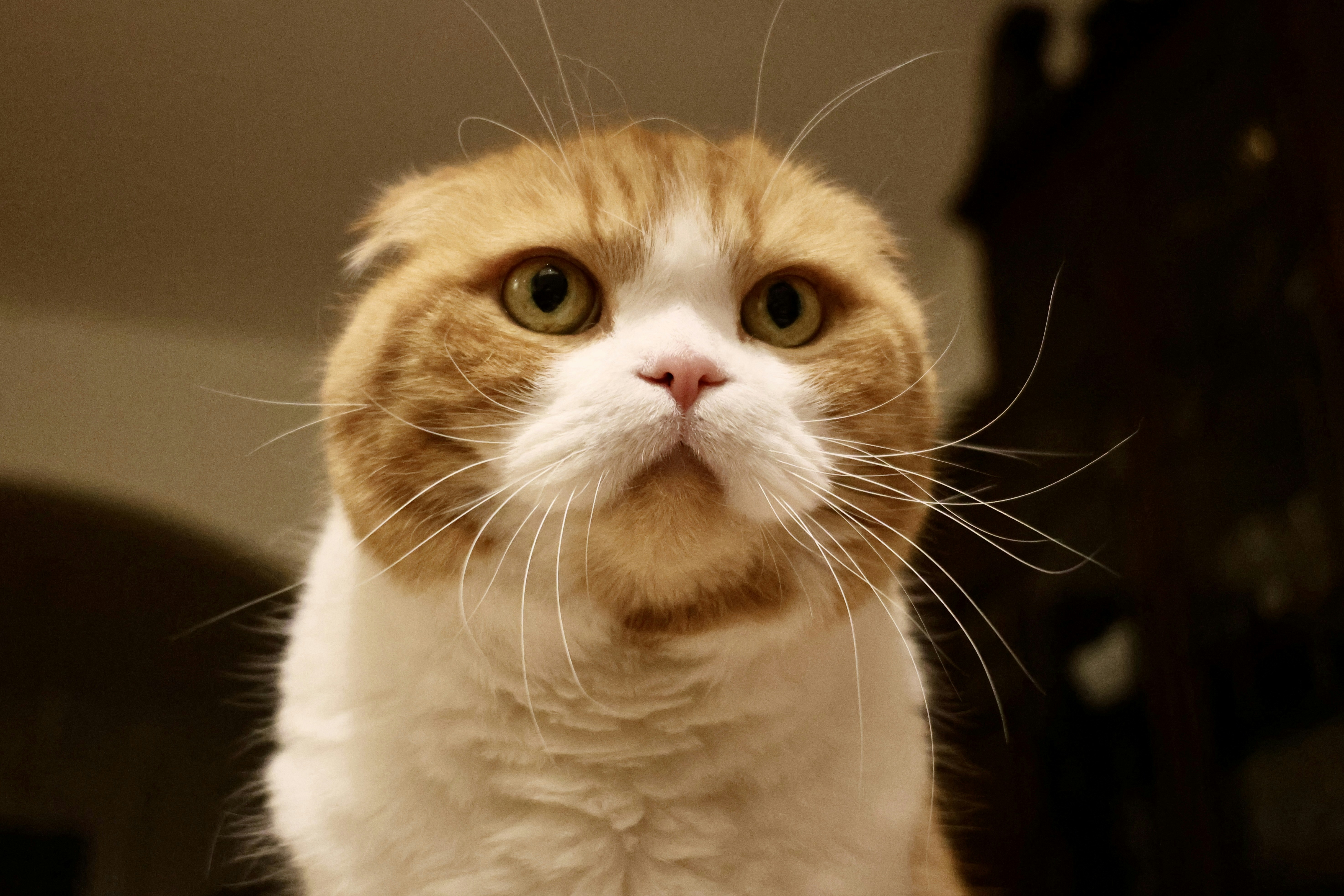 El Scottish Fold – Razas de Gatos
