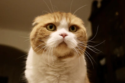 Close-up of a Scottish Fold kitten’s folded ears and curious expression.