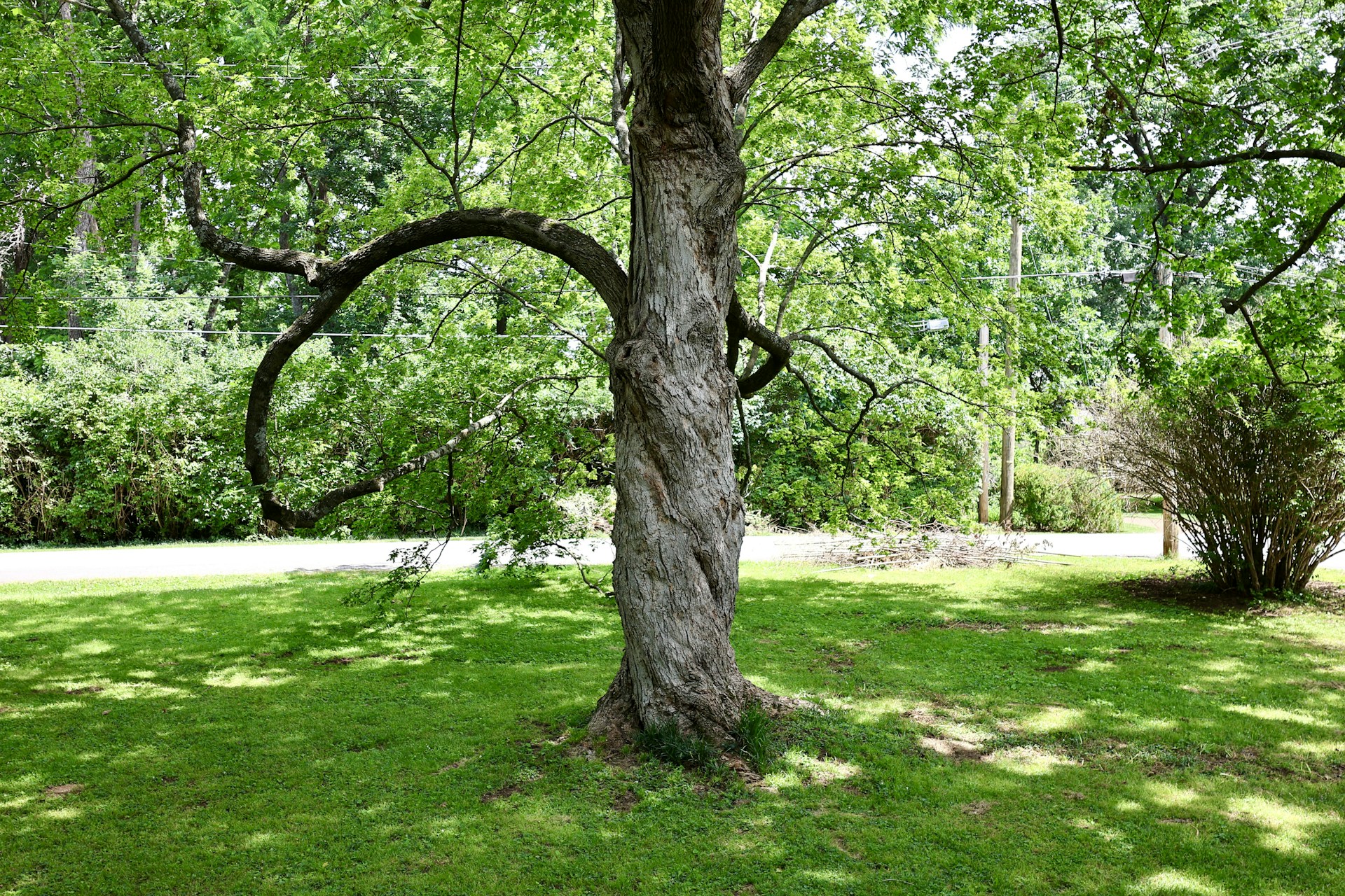 a tree in a grassy area next to a road