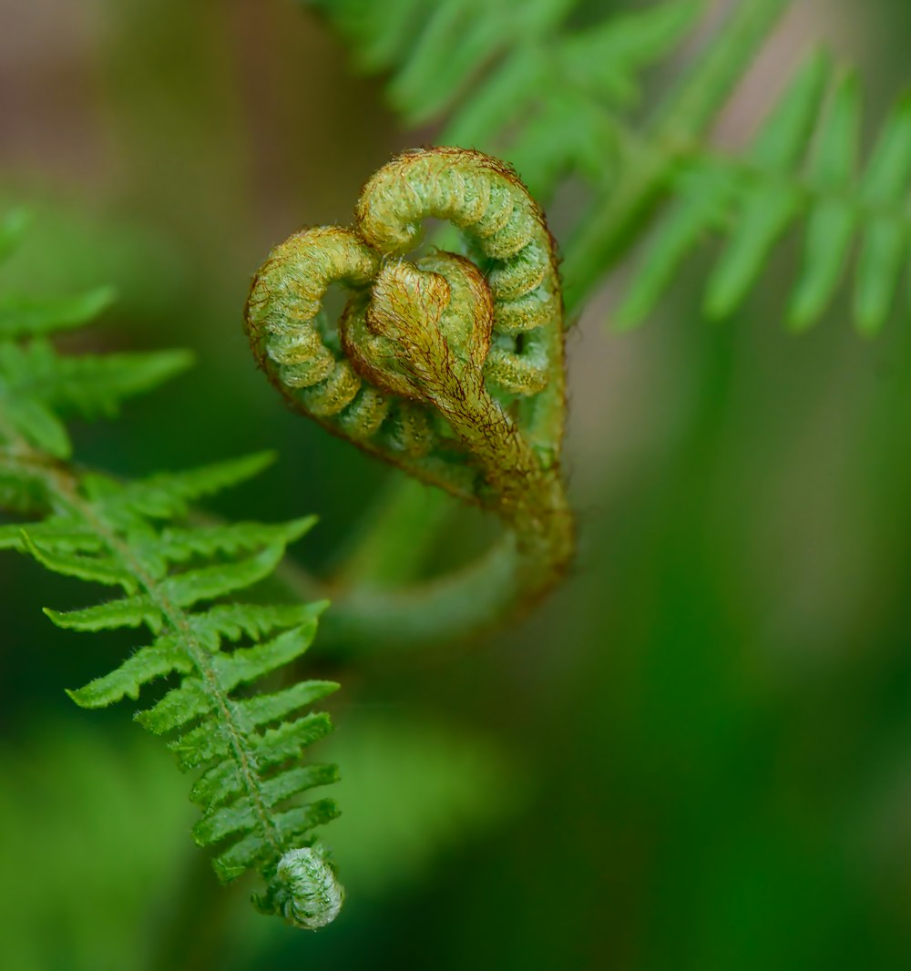 a close up of a fern leaf with a bug crawling on it