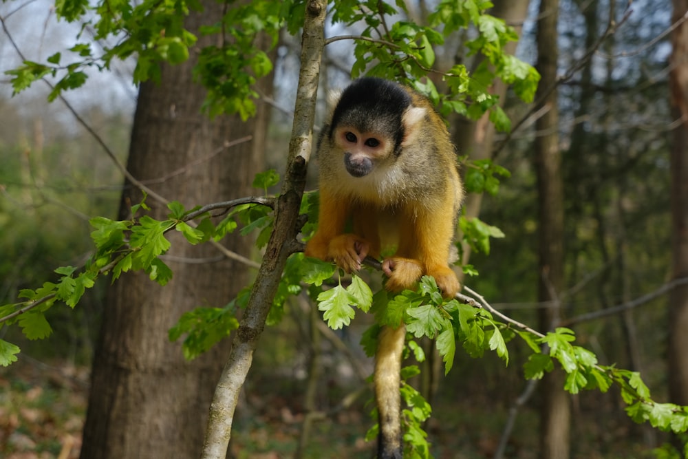 um macaco sentado em um galho de árvore em uma floresta