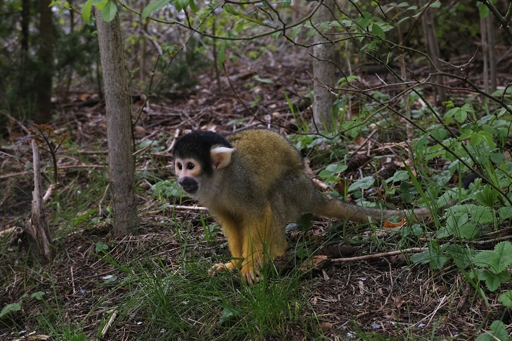 a small monkey walking through the woods