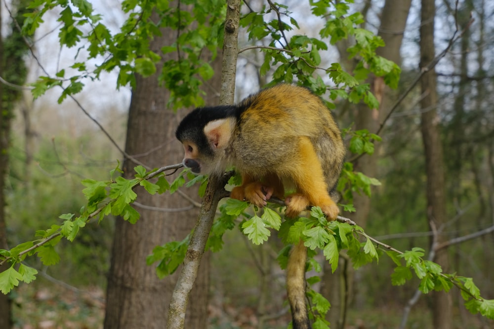 Un singe assis au sommet d’une branche d’arbre
