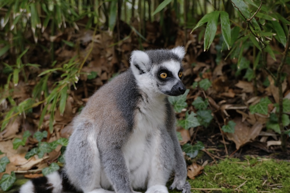 a small gray and white animal sitting on top of a lush green field