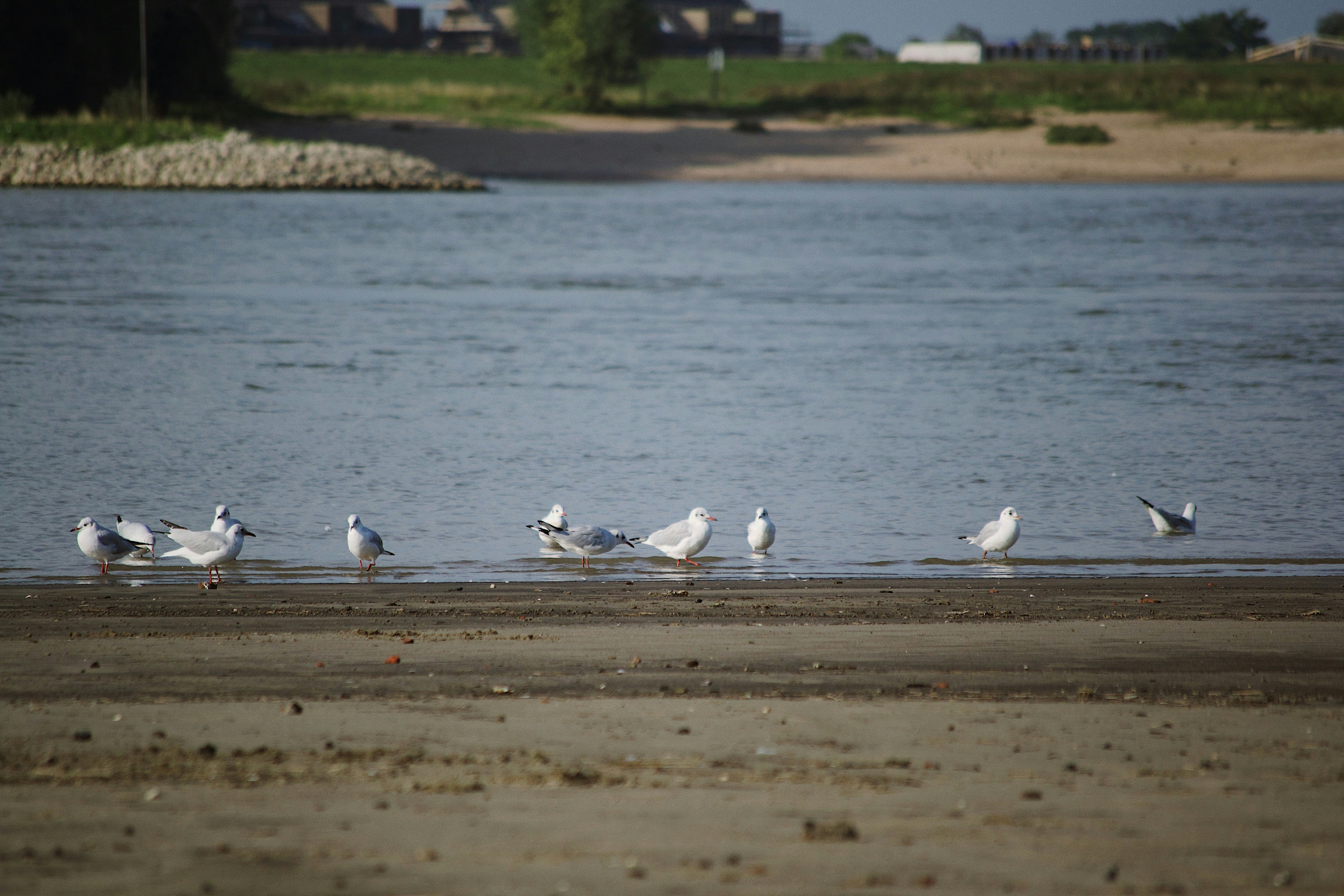 a group of seagulls standing in the water