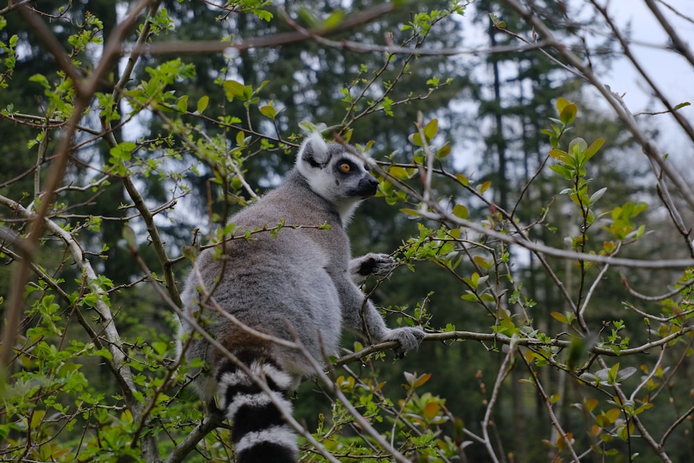 a ring tailed lemurt sitting on a tree branch