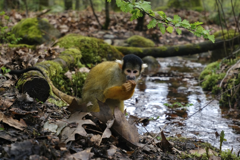 a small monkey standing on a log in the woods
