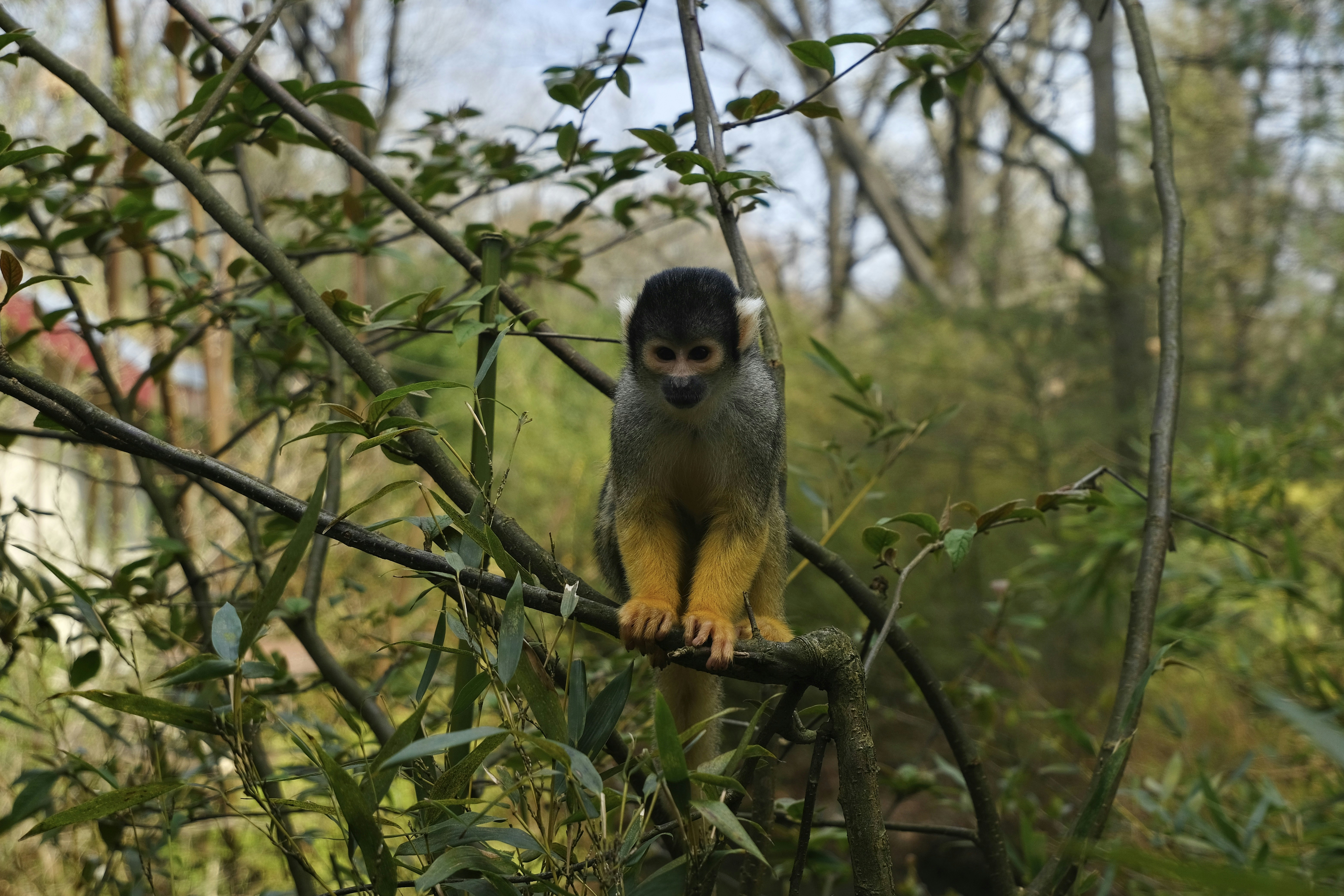 a monkey sitting on a branch in a tree