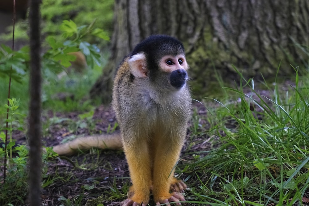 a small monkey standing in the grass next to a tree