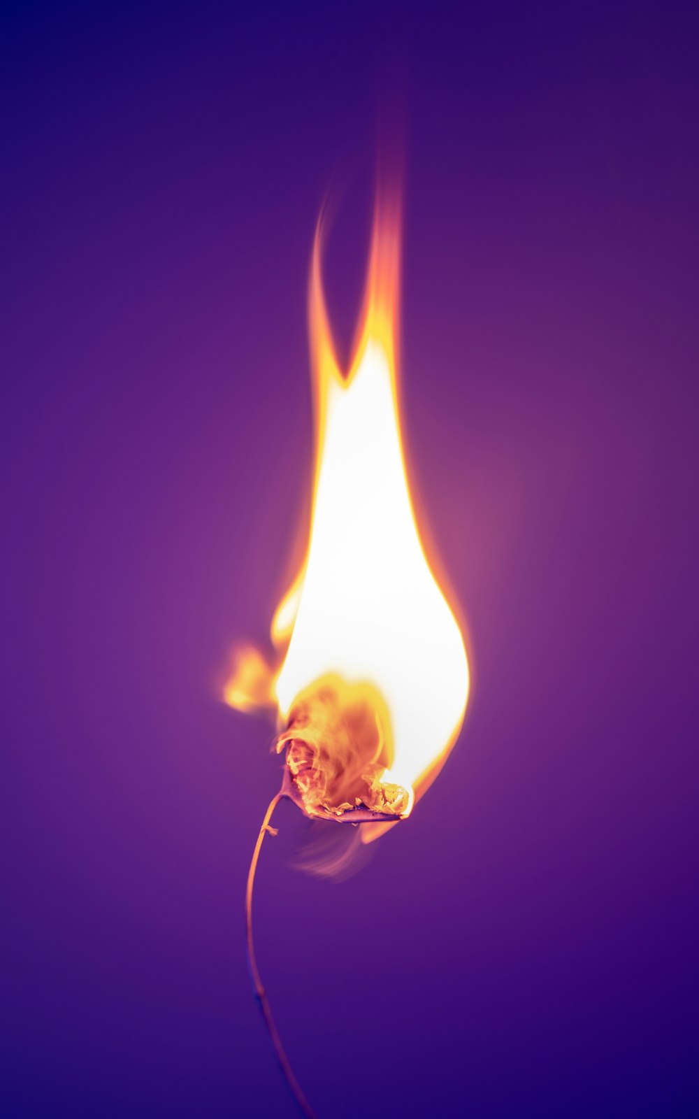 a close up of a burning flower on a purple background