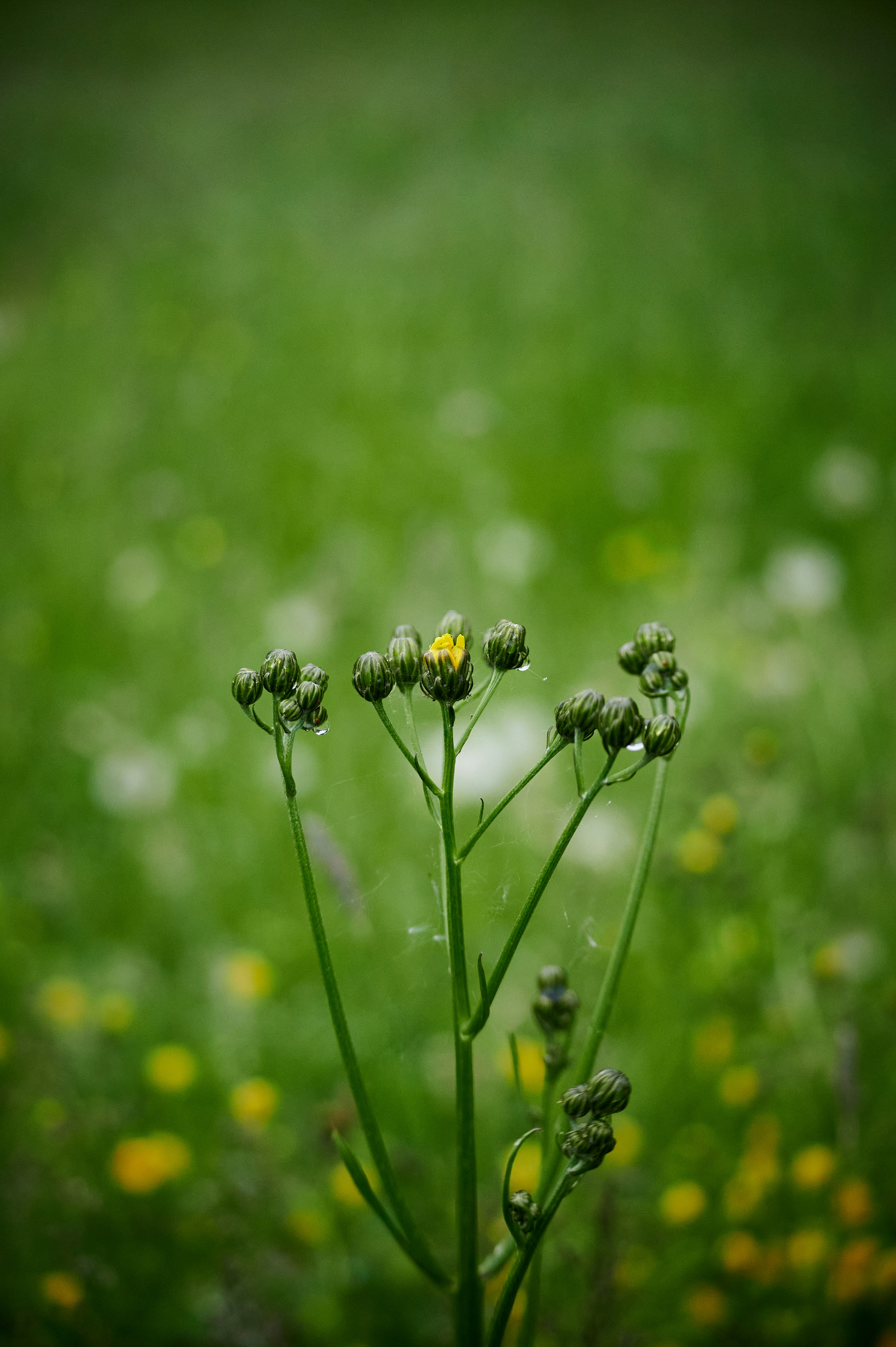 Photo by stefanschwinghammer