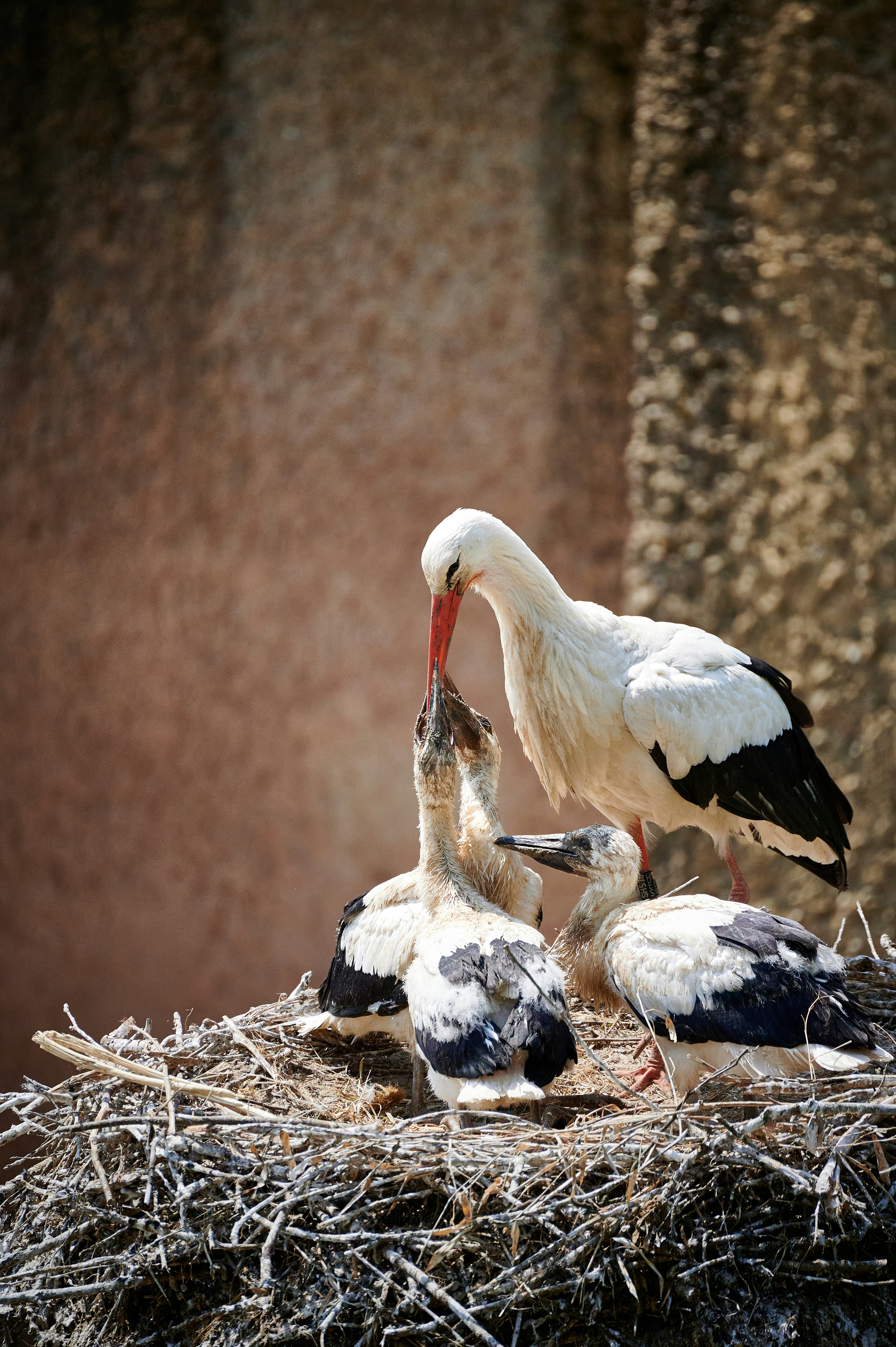 Photo by stefanschwinghammer