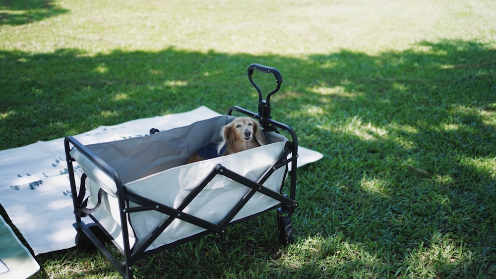 a dog is sitting in a cart on the grass