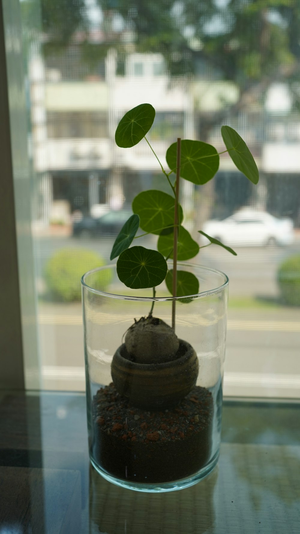 a small plant in a glass vase on a table