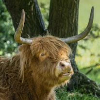 Close-up of a Scottish Highland cow with long shaggy hair standing calmly in the barnyard.
