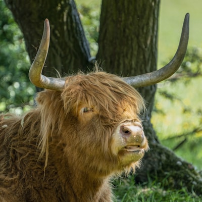 Close-up of a Scottish Highland cow with long shaggy hair standing calmly in the barnyard.