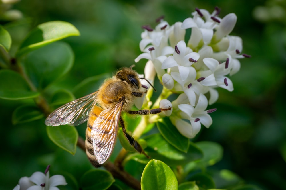 a bee is sitting on a white flower