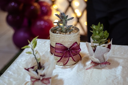 Three potted plants are arranged on a light-colored tablecloth. The central plant is wrapped in a beige rope container with a burgundy ribbon tied around it. The two smaller plants on either side are in paper sleeves with decorative ties. In the background, there are out-of-focus lights and maroon-colored balloons, creating a festive atmosphere.