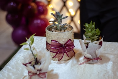 Three potted plants are arranged on a light-colored tablecloth. The central plant is wrapped in a beige rope container with a burgundy ribbon tied around it. The two smaller plants on either side are in paper sleeves with decorative ties. In the background, there are out-of-focus lights and maroon-colored balloons, creating a festive atmosphere.