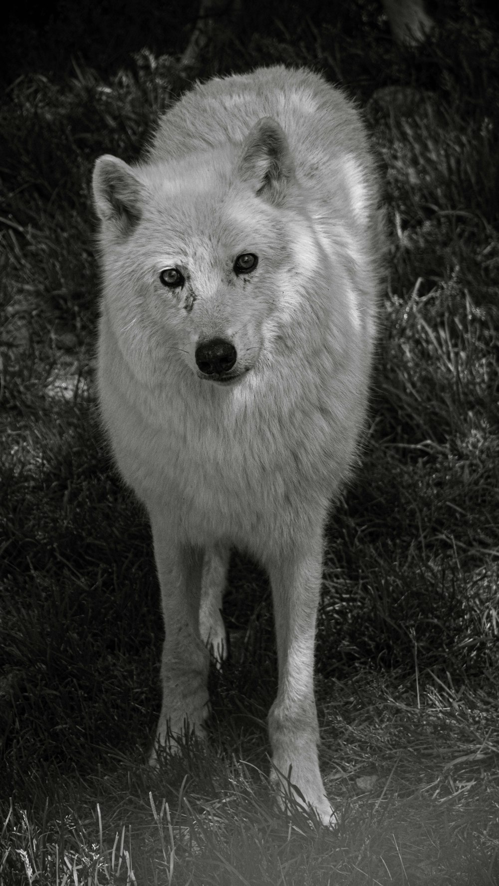 a white wolf standing on top of a grass covered field
