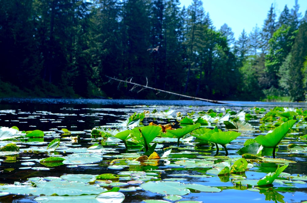 a body of water filled with lots of lily pads