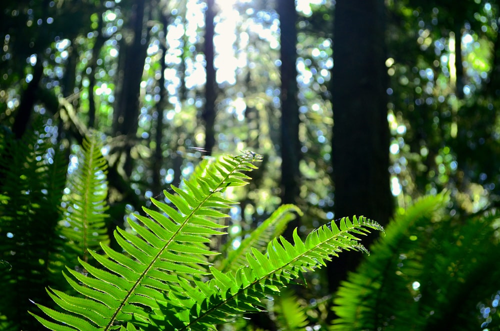 a close up of a fern leaf in a forest