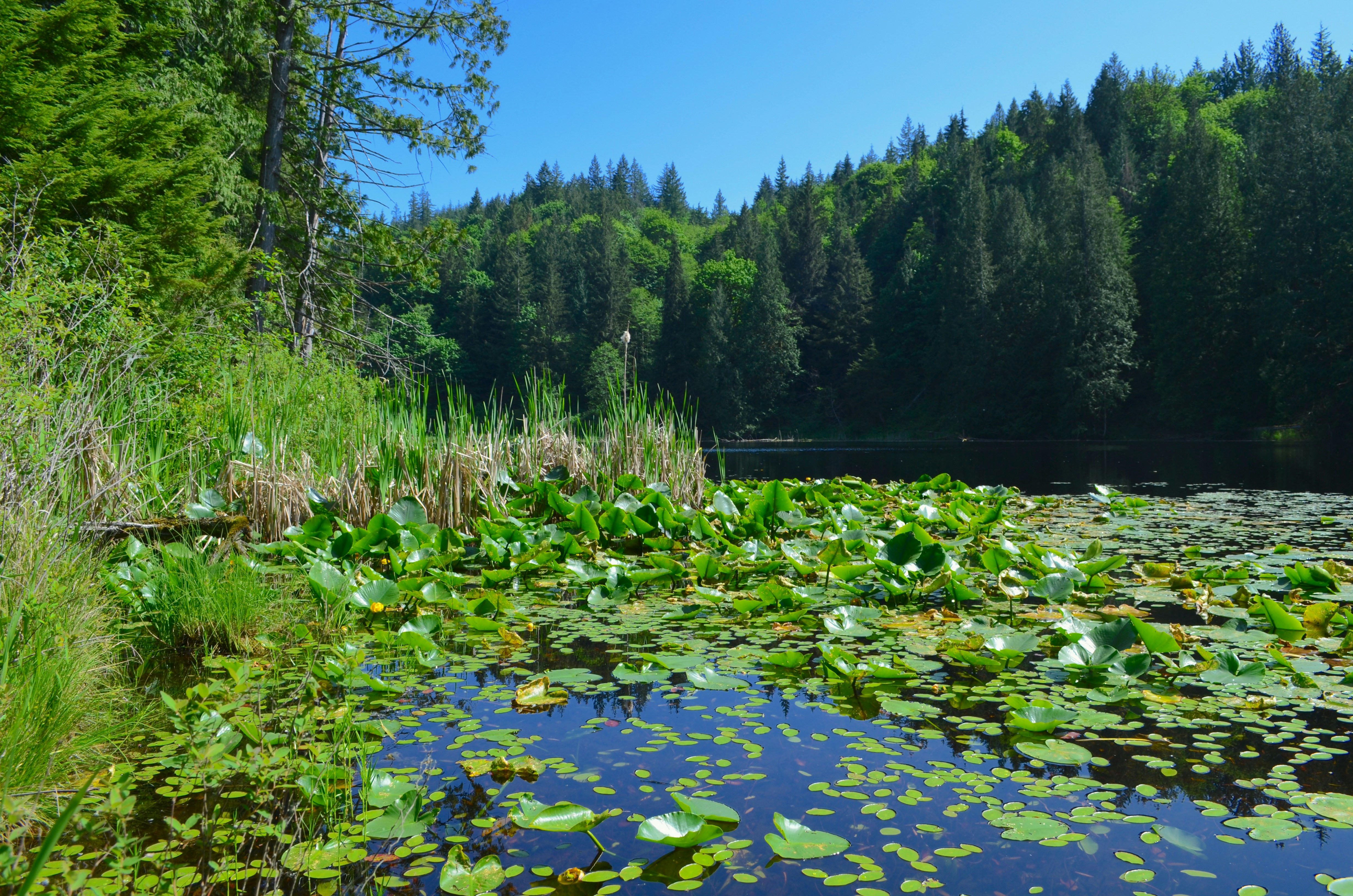 a body of water surrounded by lots of green plants