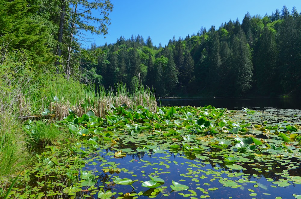 a body of water surrounded by lots of green plants