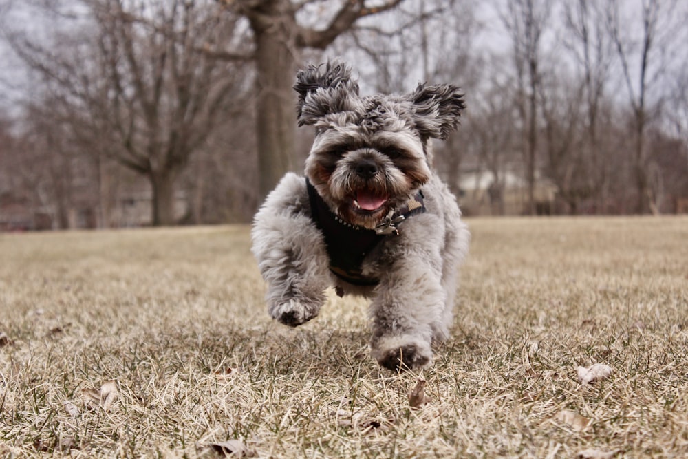 a small dog running through a field with trees in the background