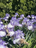 A stunning arrangement of irises in a garden.