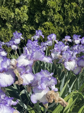 A stunning arrangement of irises in a garden.