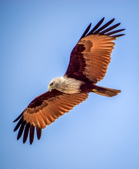 A majestic bald eagle soaring above snow-capped mountain peaks under a clear blue sky.