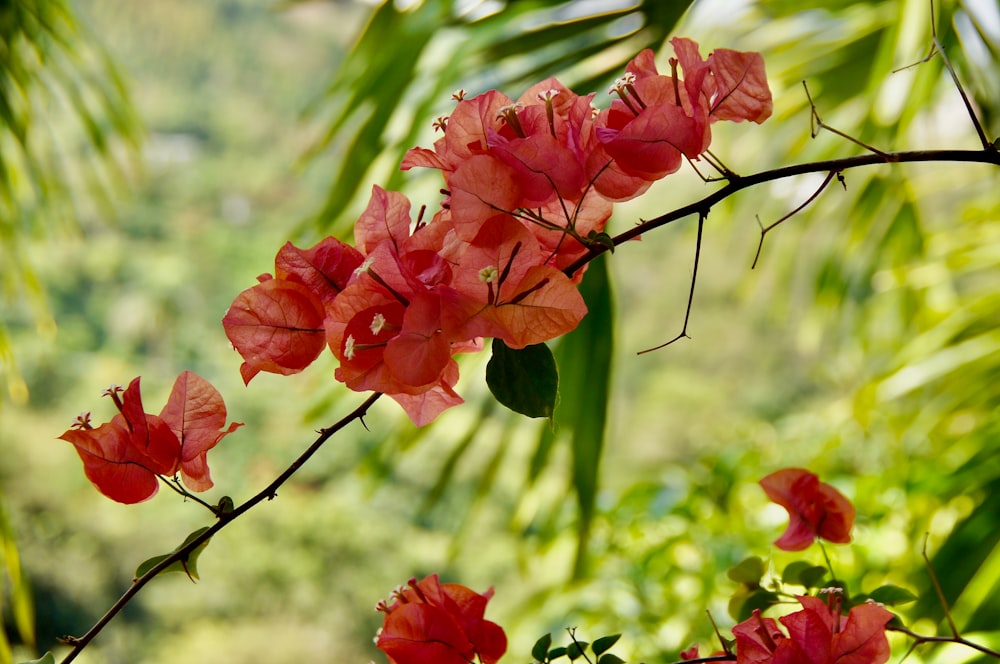 a bunch of red flowers that are on a branch