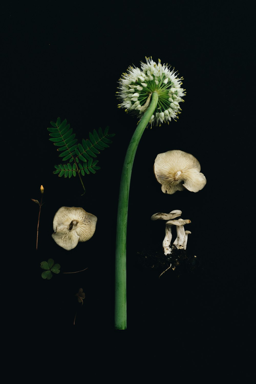 a group of mushrooms and a plant on a black background