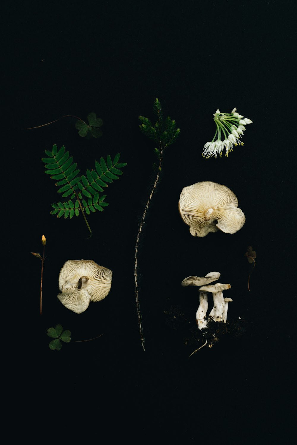 a group of mushrooms sitting on top of a table