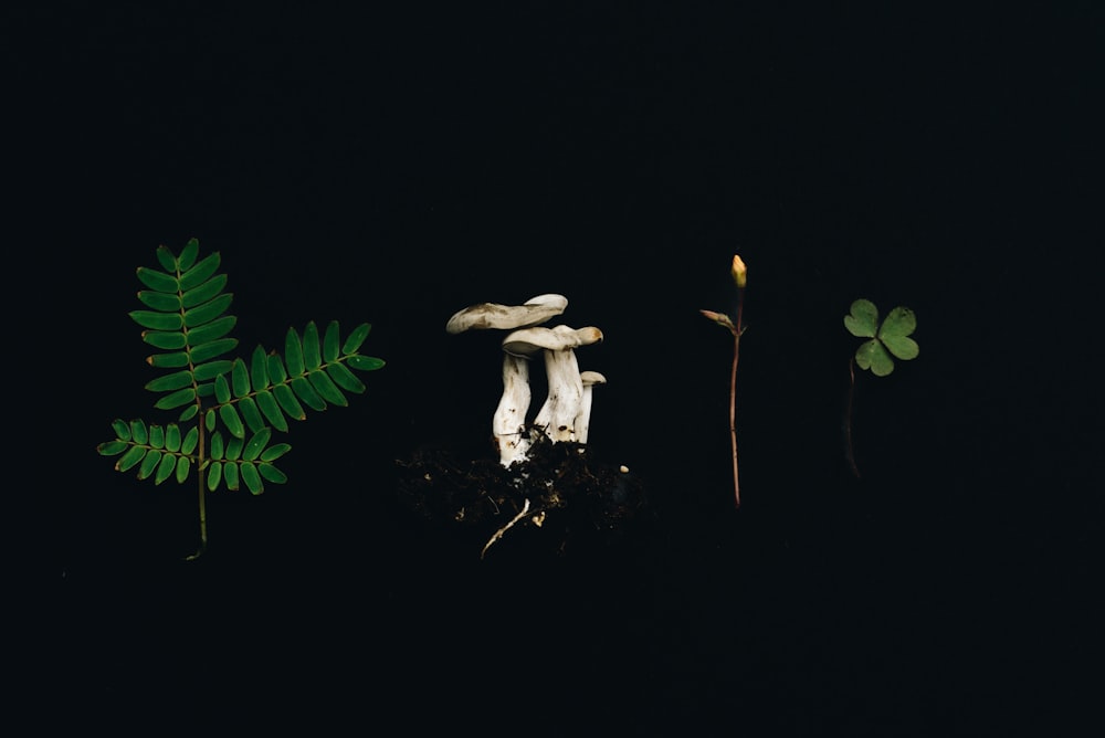 a group of mushrooms sitting on top of a pile of dirt