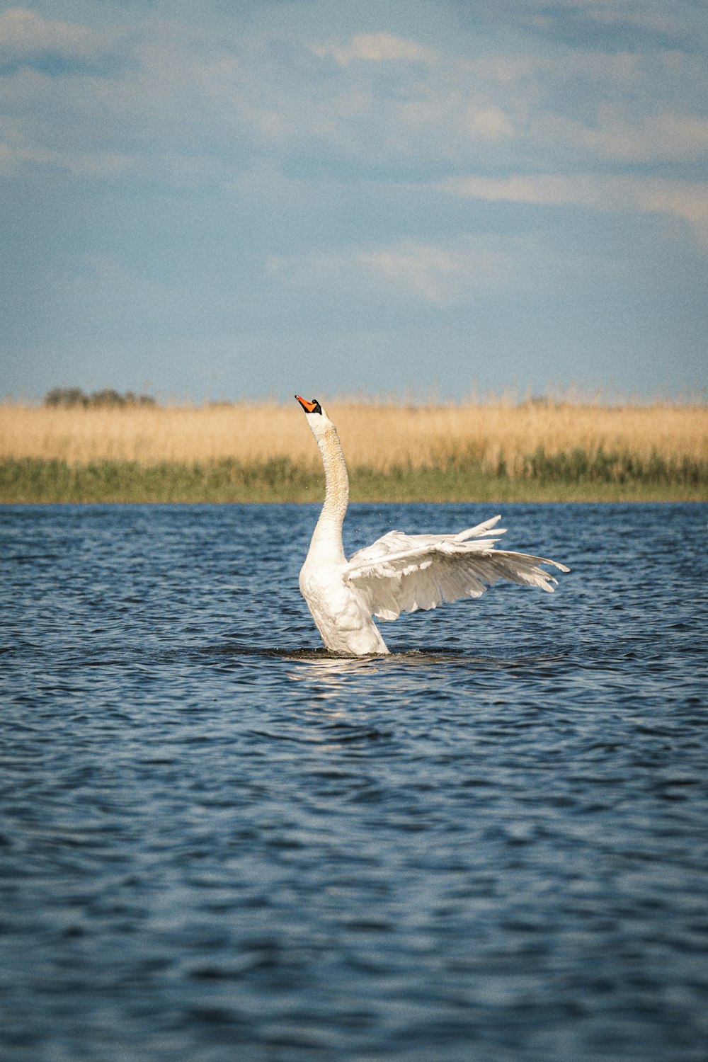 a white swan flapping it's wings in the water