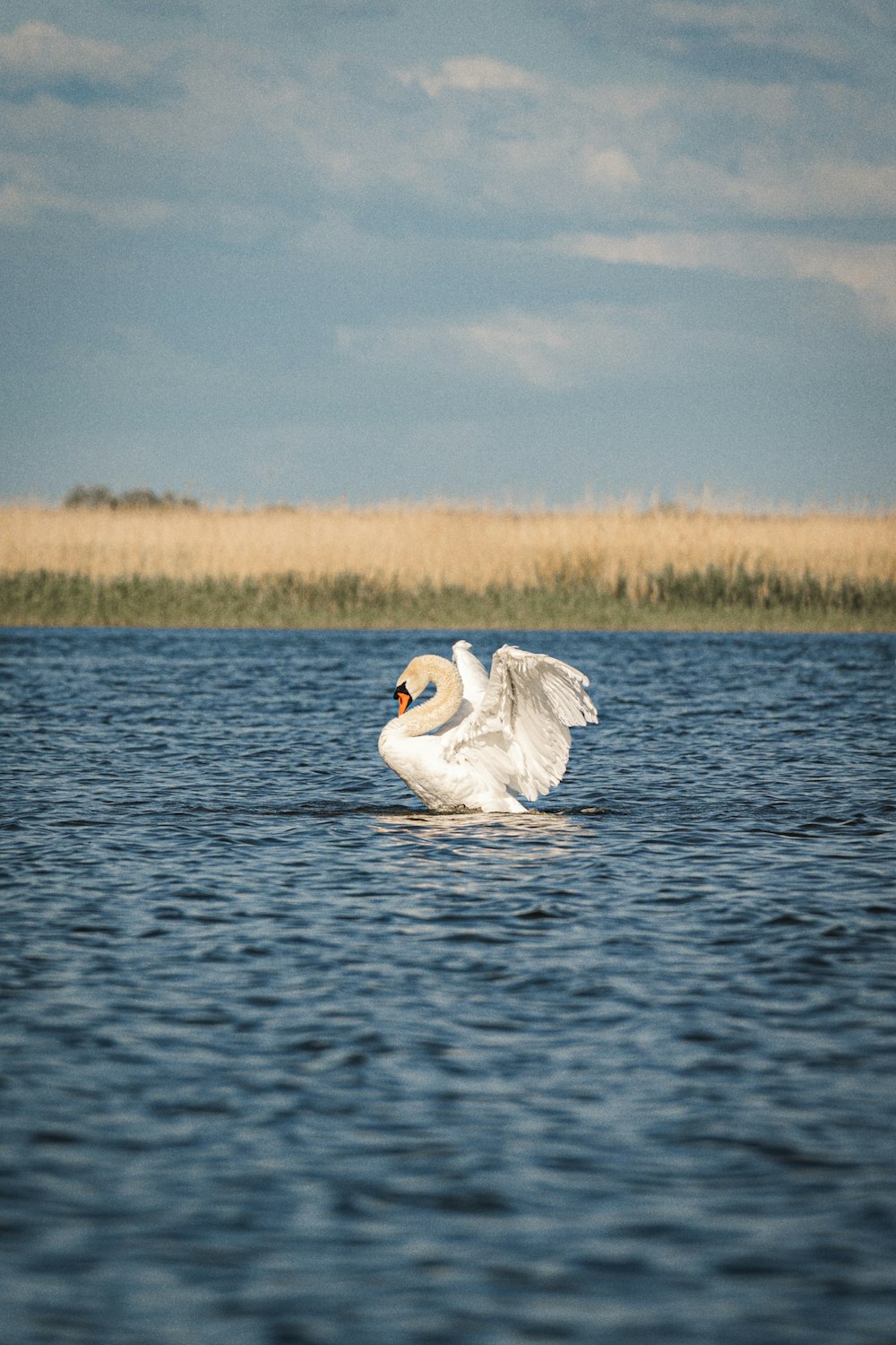 a white swan is swimming in the water