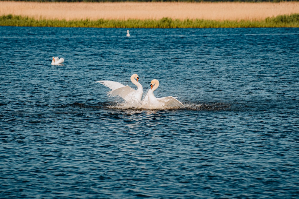 a swan flaps its wings while swimming in the water