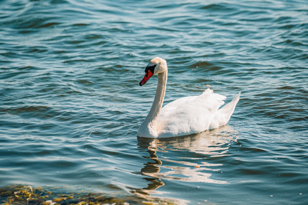 a white swan floating on top of a body of water