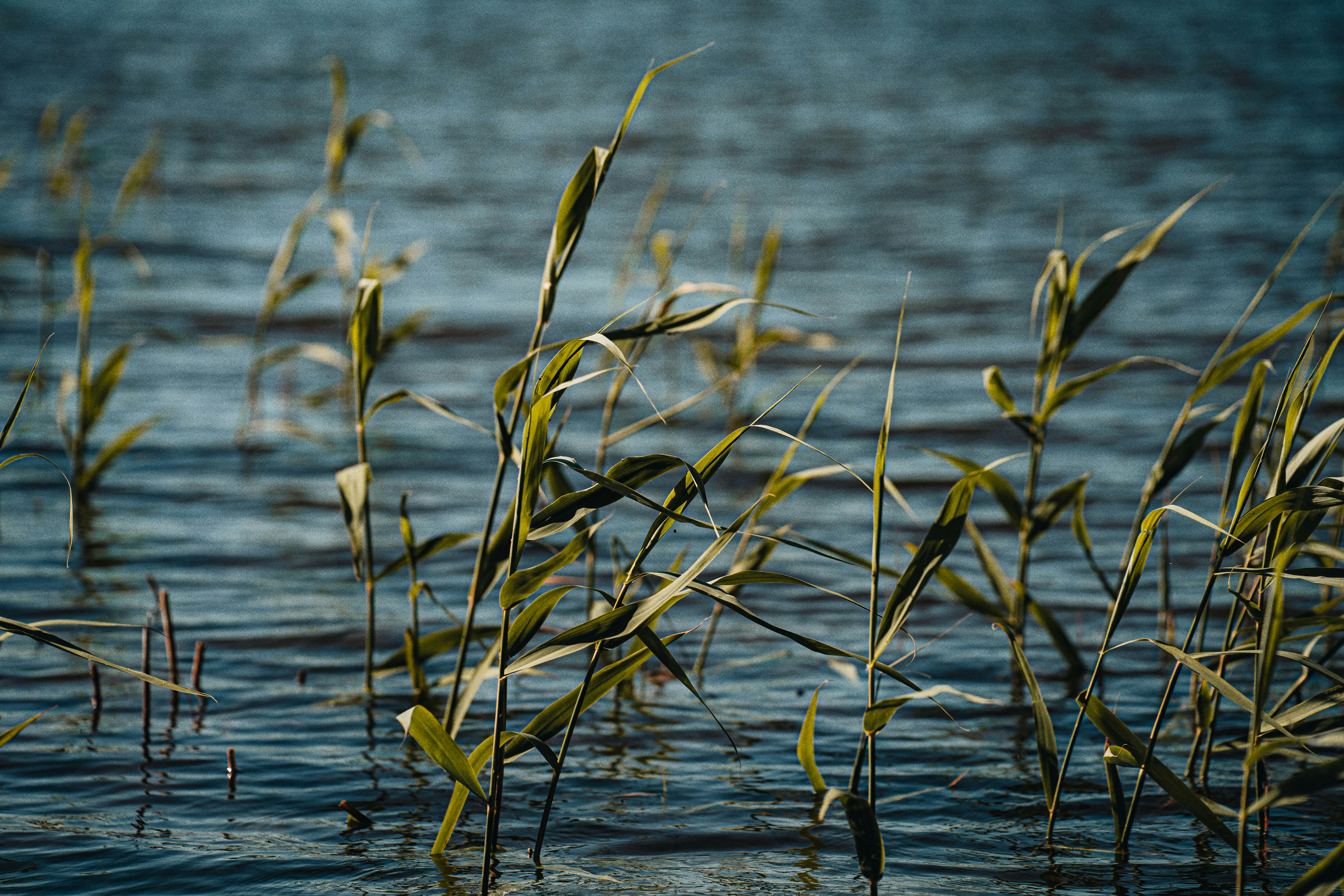 Photo by alexshuperart