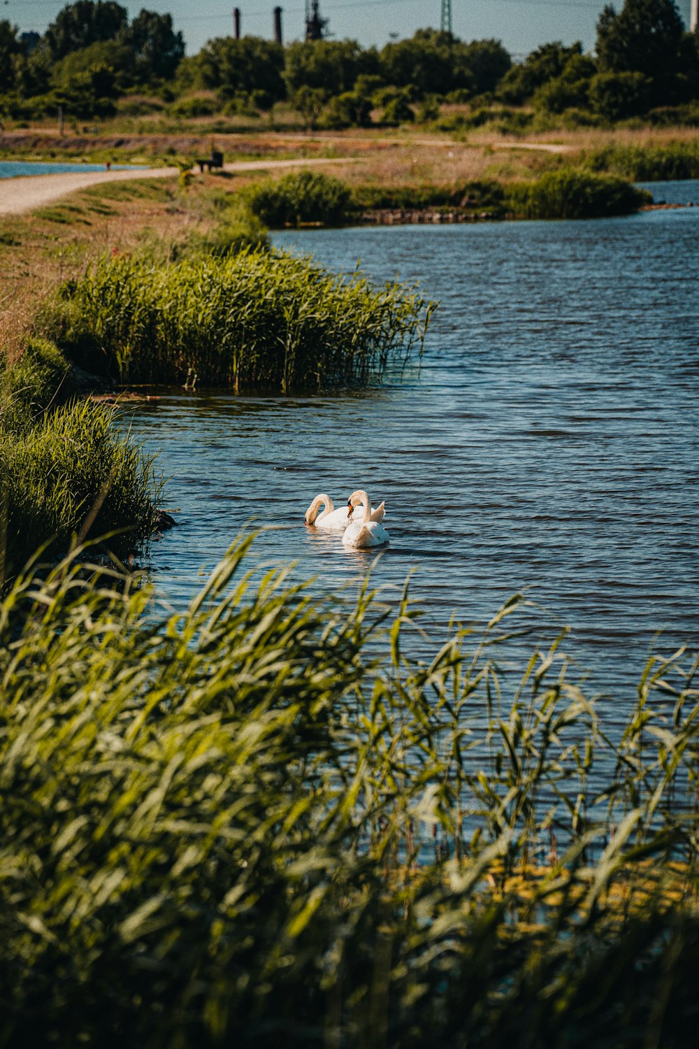 Un grande uccello bianco che galleggia sulla cima di un lago