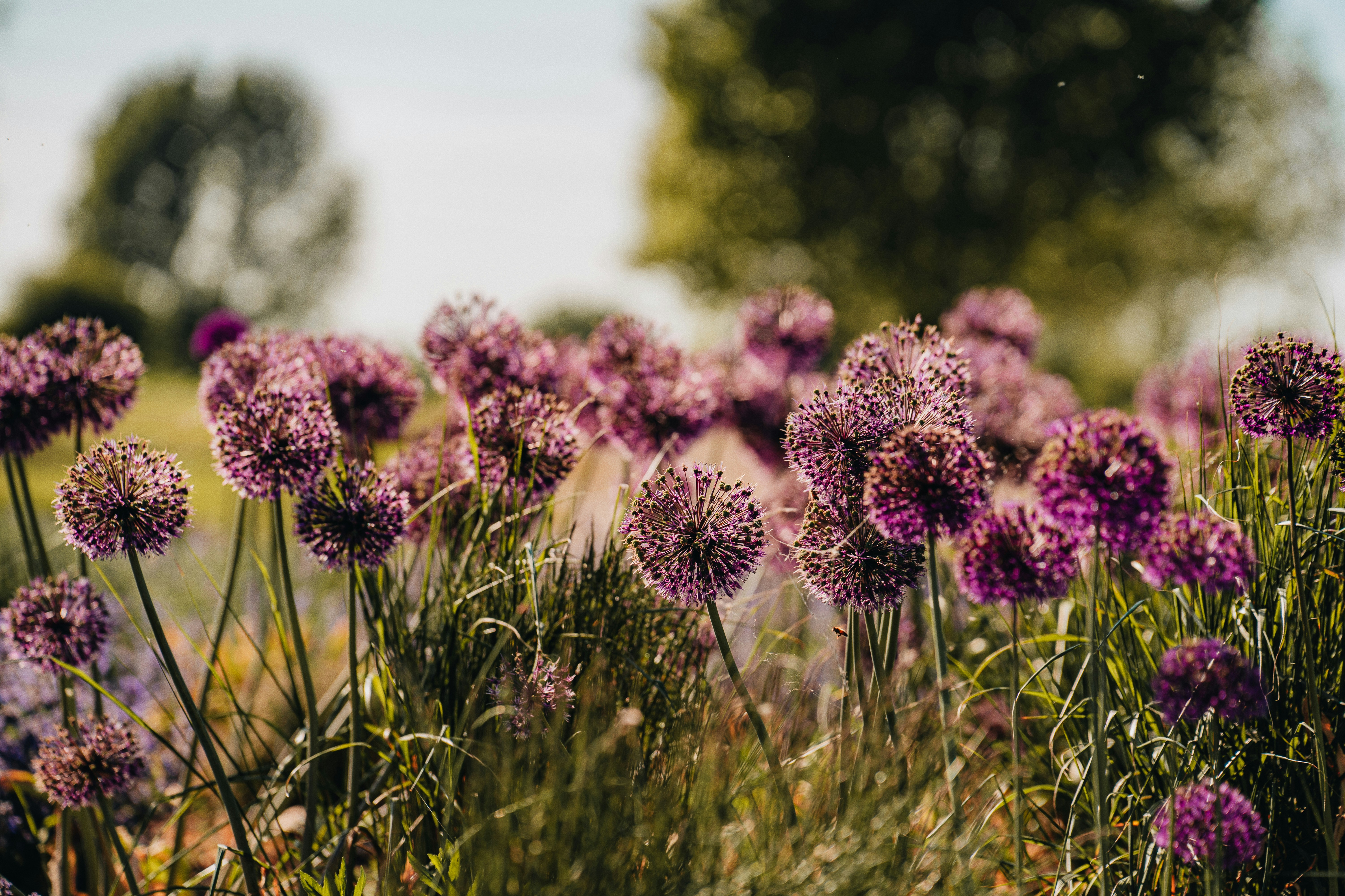 Photo by alexshuperart