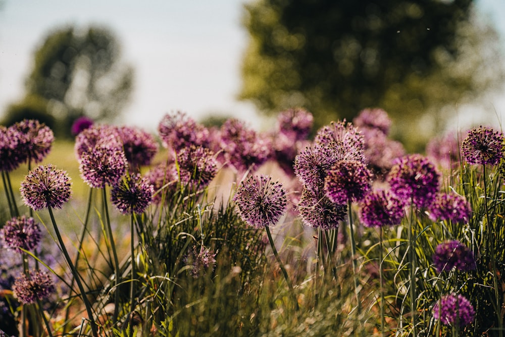 a field full of purple flowers with trees in the background