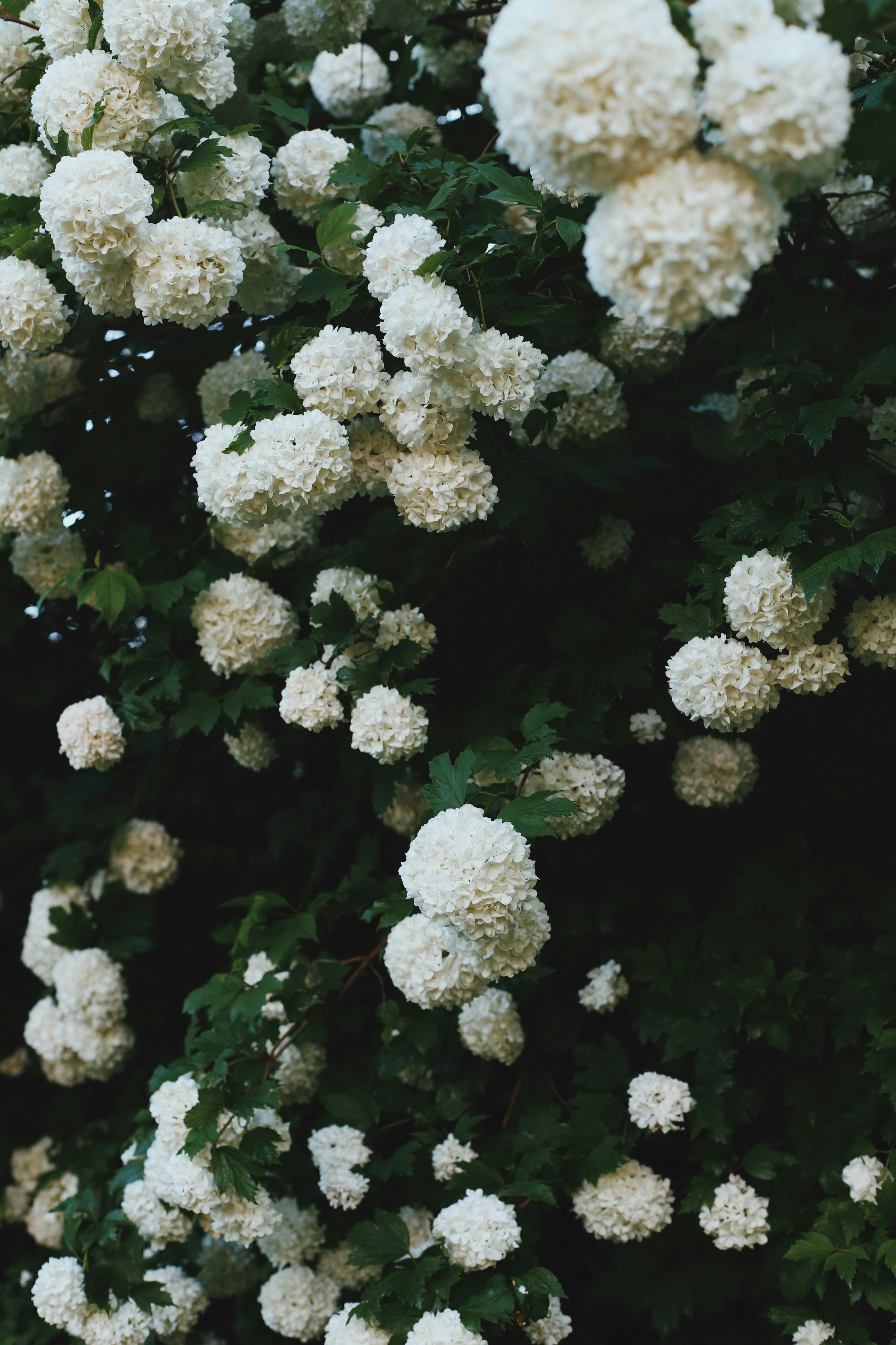 Photo by lapshinakseniia