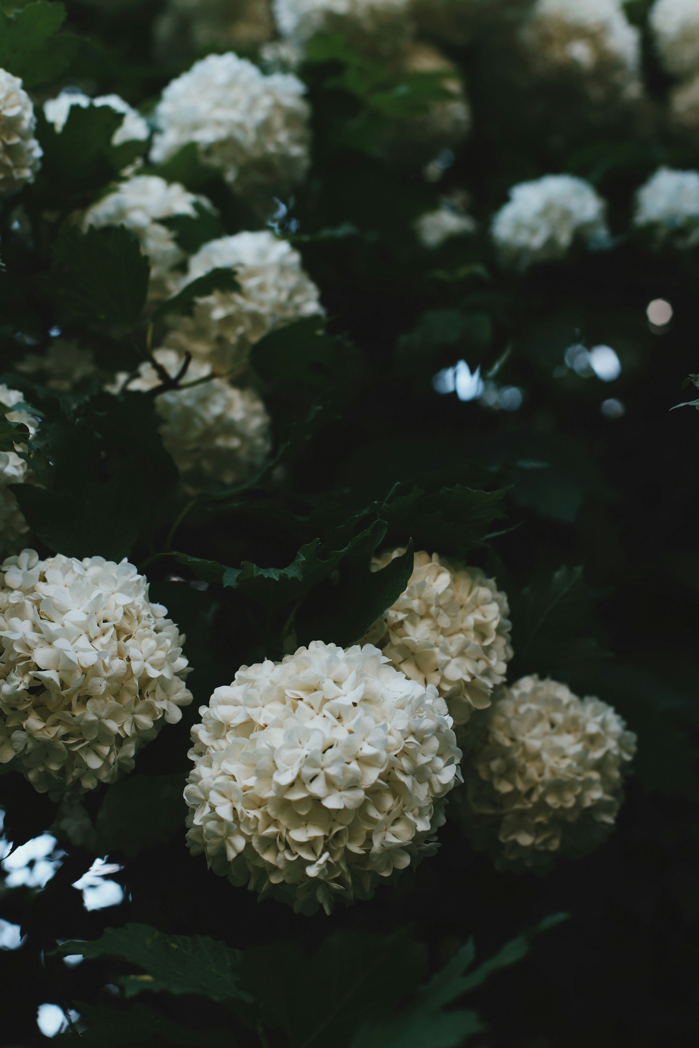 Photo by lapshinakseniia