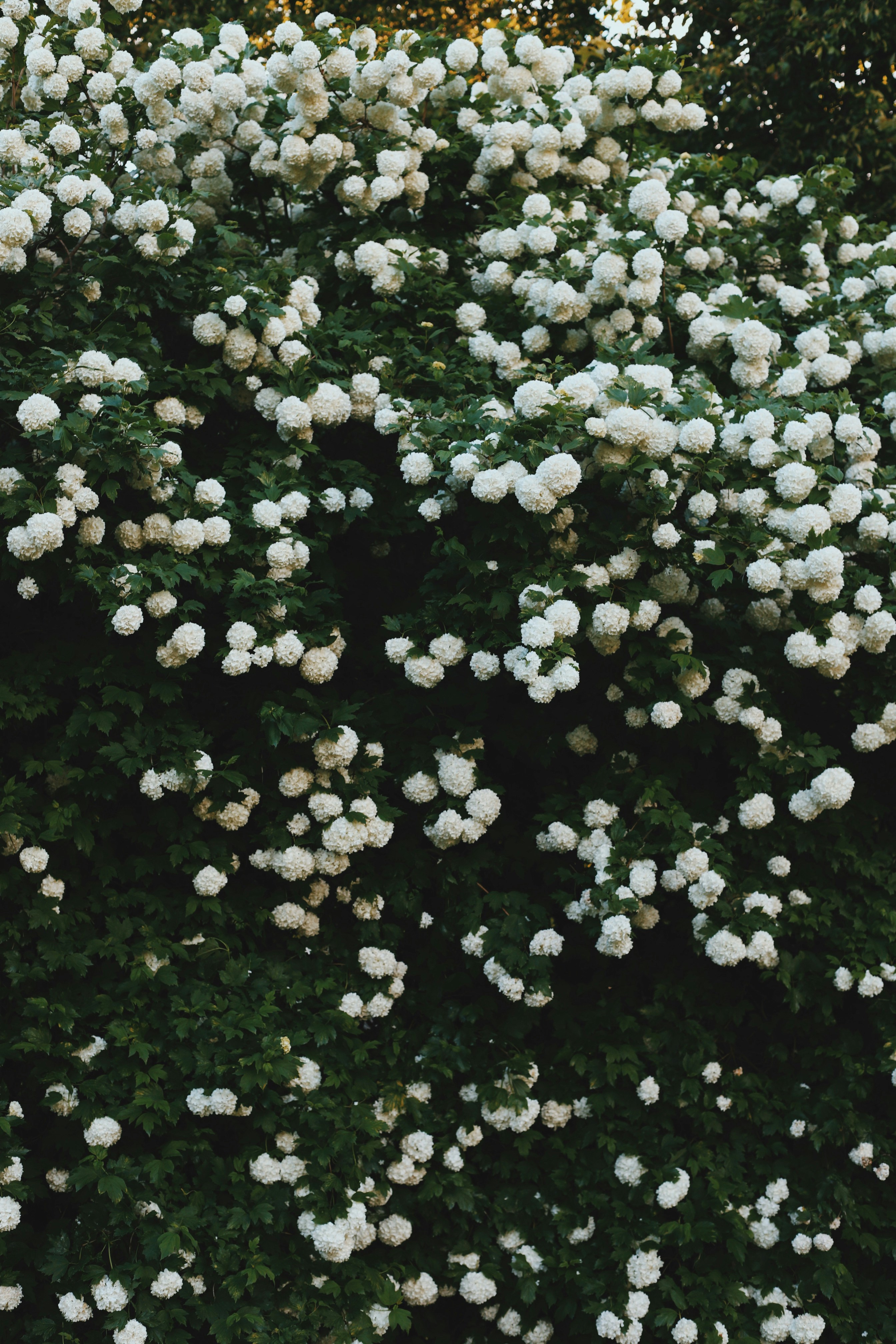 Photo by lapshinakseniia